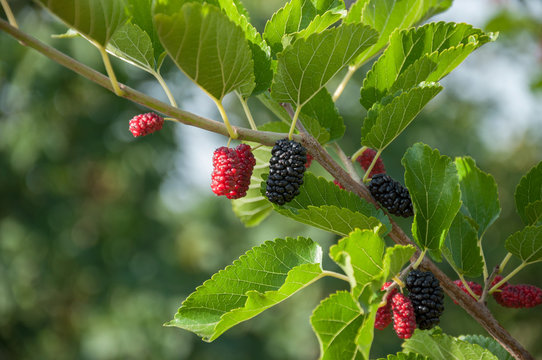 Ripe mulberry berries on a branch with leaves in the garden. Space for text. Green berry background.