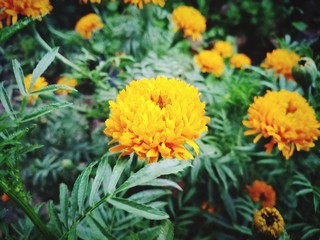yellow flowers in garden