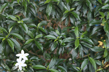 Jasmine flower in the garden close up