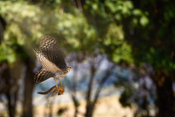  African bird of prey, African goshawk, Accipiter tachiro, flying with caught african ground squirrel in claws. Action animal photo from ManaPools, Zimbabwe.