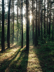 Morning forest during a early walk at summer time. Light and shadow in city park at morning time