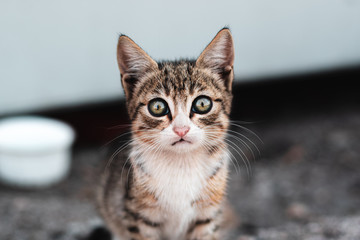 Babykitten