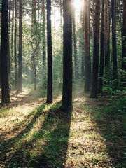 Morning forest during a early walk at summer time. Light and shadow in city park at morning time