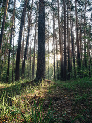 Morning forest during a early walk at summer time. Light and shadow in city park at morning time