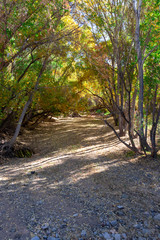 Obraz premium Tree lined hiking path during fall foliage in Prescott Arizona