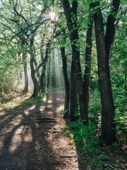 Fototapeta premium Morning forest during a early walk at summer time. Light and shadow in city park at morning time
