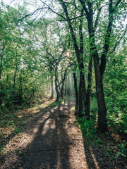 Morning forest during a early walk at summer time. Light and shadow in city park at morning time