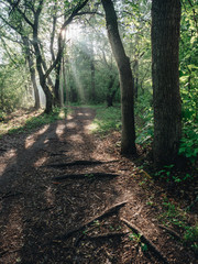 Obraz premium Morning forest during a early walk at summer time. Light and shadow in city park at morning time