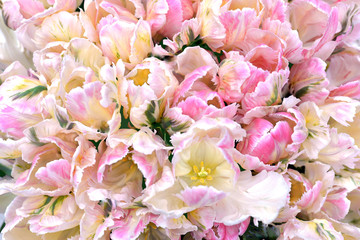 Fresh spring flowers. Close-up delicate floral composition in colour pastel.