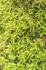 green moss growing in the forest on stones. 