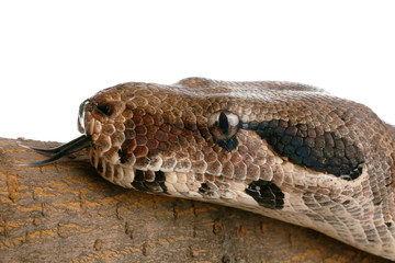 Brown boa constrictor on tree branch against white background, closeup