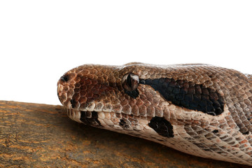 Brown boa constrictor on tree branch against white background, closeup