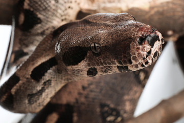 Brown boa constrictor on tree branch outdoors, closeup