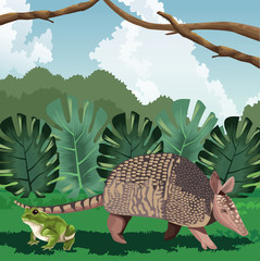 armadillo and frog foliage tropical fauna and flora landscape