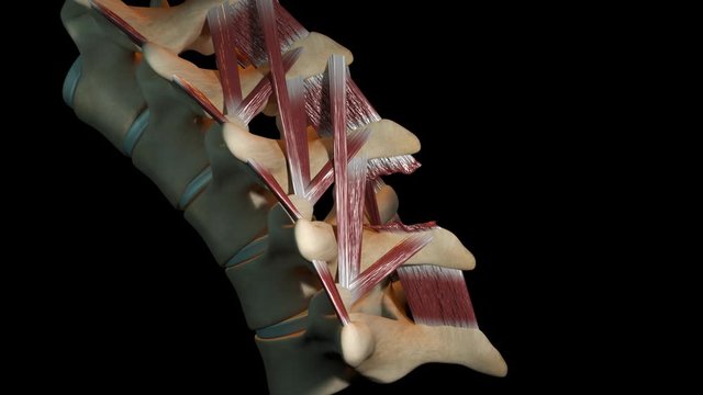 Spine Injury