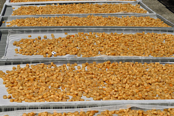 The sun drying of an adductor muscle of scallop.