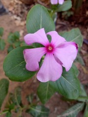 Beautiful pink flower in the garden