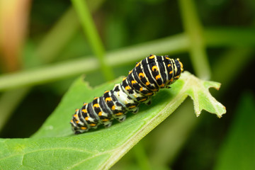 Larva of a swallowtail.