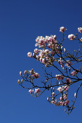 magnolienbaum