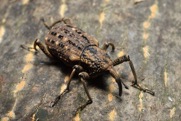 Japanese Giant Weevil (Sipalinus gigas)