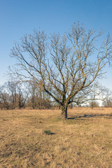 Budding tree alone on a yellowed lawn