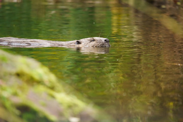 Closeup of a european beaver swimming on the surface of a river
