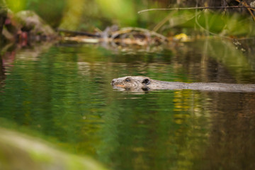 Closeup of a european beaver swimming on the surface of a river