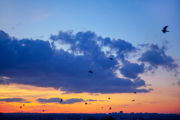 crows flying in the dusk sky