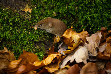 Mouse on the forest floor