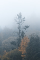 Fog tree