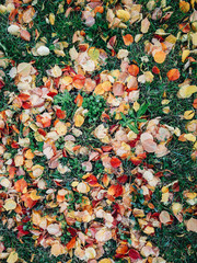 Frozen ground covered with leaves at aoutoumn time. Icy leaves and grass in garden ground