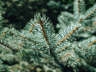 Fir branch on a pine tree. Closeup view of a firs in pine tree