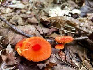 mushroom in forest
