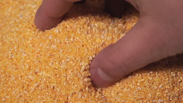 corn grits close-up texture pattern close up footage. farmer's hand. food concept