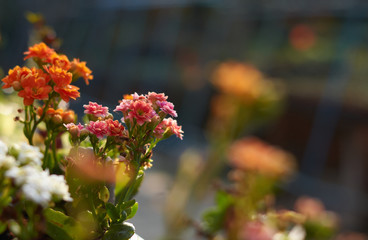 The vivid colorful of the flowers of kalanchoe