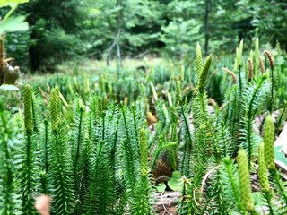 fern in the forest