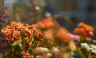 The vivid colorful of the flowers of kalanchoe
