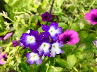 Obraz premium purple flowers in the garden
