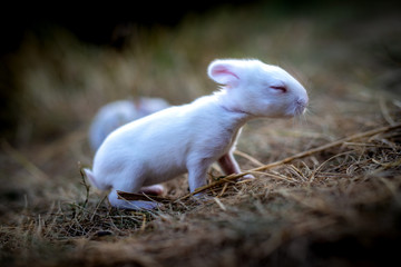 baby rabbit curious