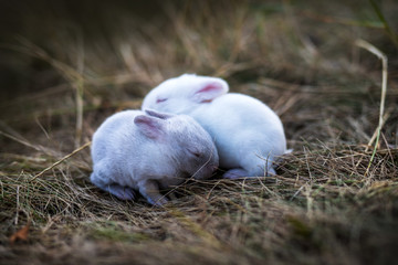 baby rabbits in grass togather