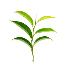 Green tea leaf isolated on white background