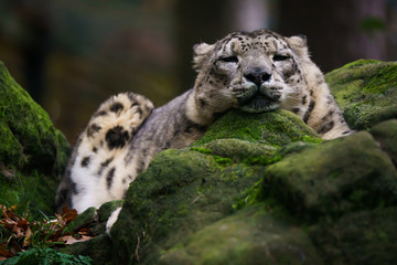 Closeup of a snow leopard sleeping on a rock