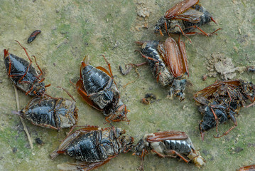Tote Insekten nach Chemischer Schädlingsbekämpfung, Durch Insektizide getötete Maikäfer liegen auf Waldweg, Insektengift Einsatz, Insektensterben nach Gifteinsatz, Durch Gifteinsatz getötete Maikäfer	