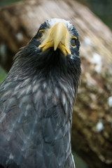 Closeup portrait of a Steller's sea eagle