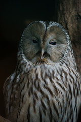 Closeup of a Ural Owl yawning