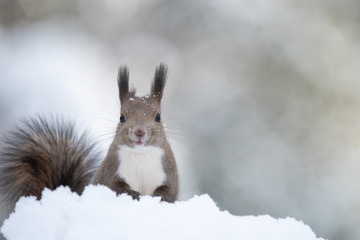 雪の中のエゾリス