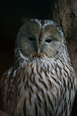 Closeup of a Ural Owl