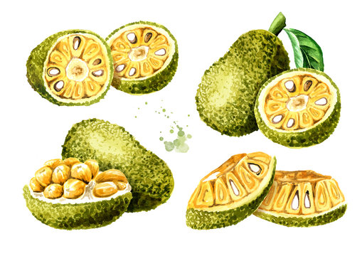 Ripe Jackfruit set. Hand drawn watercolor illustration, isolated on white background