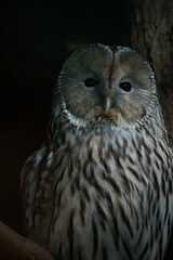 Closeup of a Ural Owl