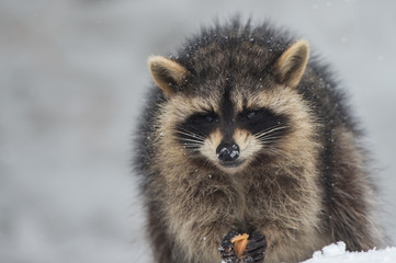 雪の中のアライグマ